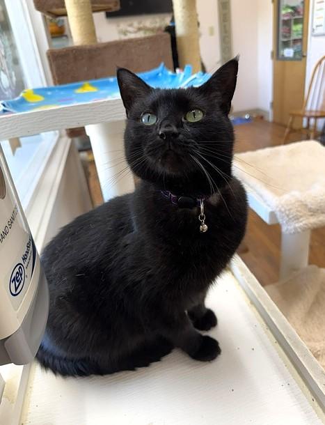 Maroon, ADOPTABLE, Adult Female Domestic Short Hair.