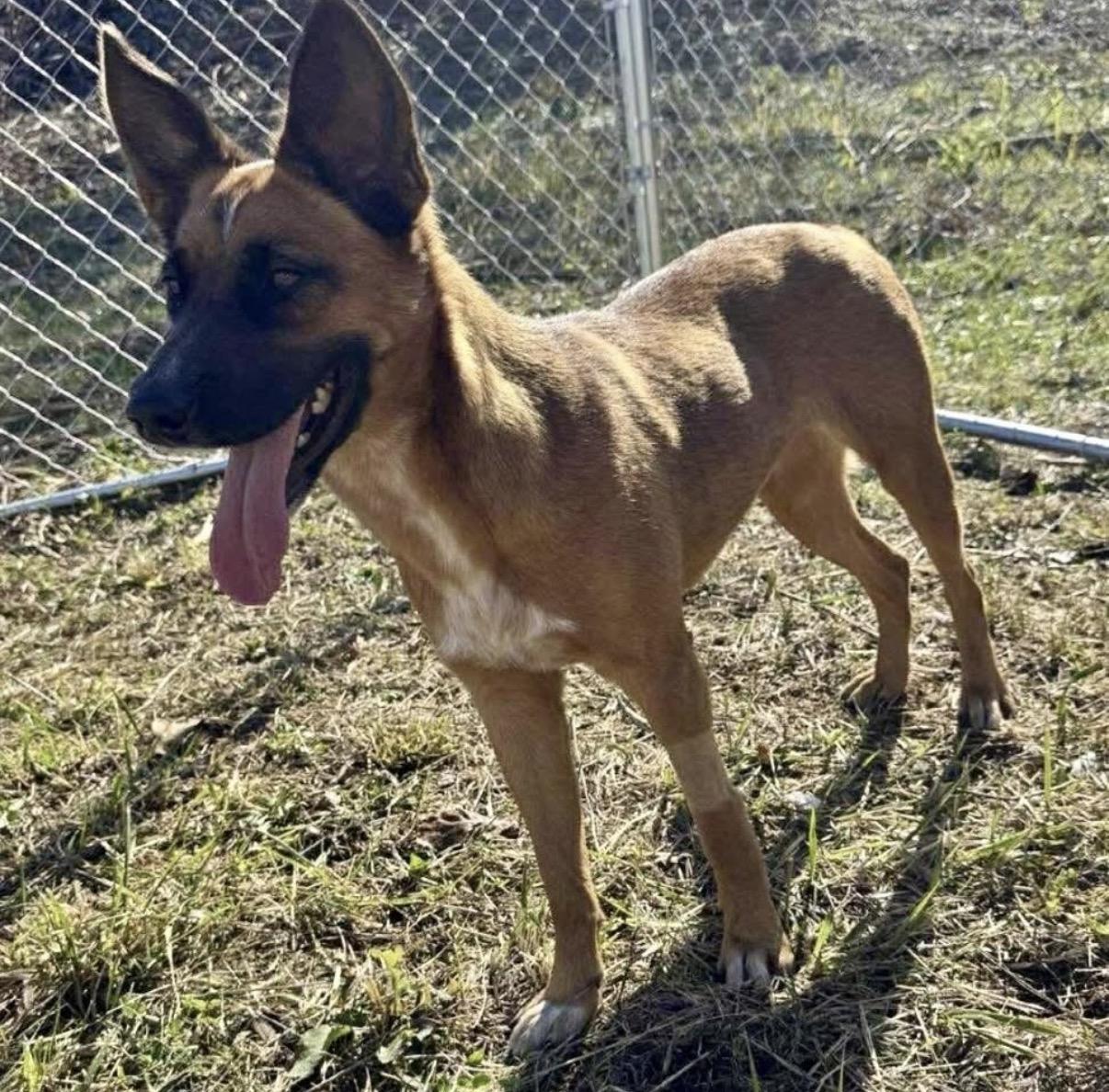 Enlarge Miss Kitty- Local, a ADOPTABLE mixed breed in Warwick, RI image 3/4