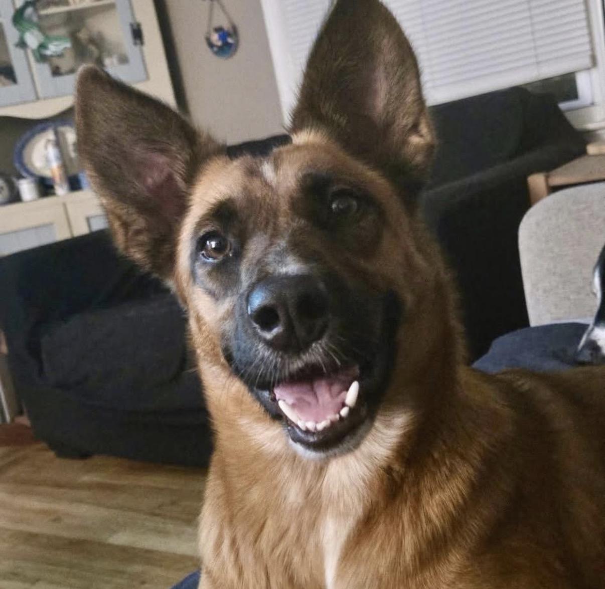 Miss Kitty- Local, ADOPTABLE, Adult Female German Shepherd Dog.