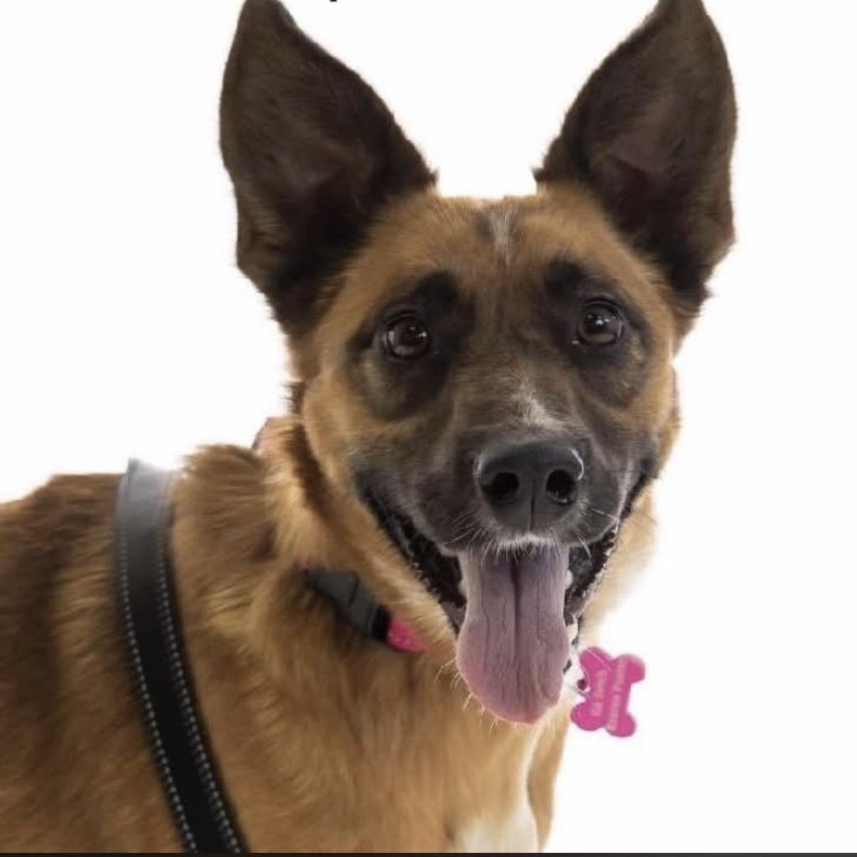 Enlarge Miss Kitty- Local, a ADOPTABLE mixed breed in Warwick, RI image 2/4