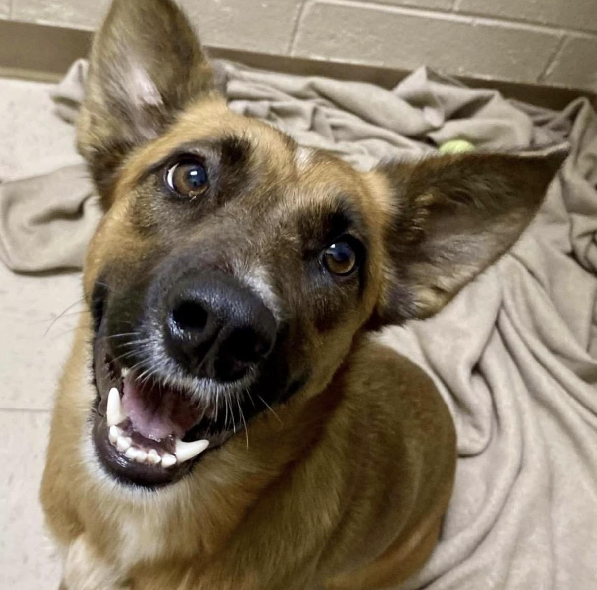 Enlarge Miss Kitty- Local, a ADOPTABLE mixed breed in Warwick, RI image 4/4