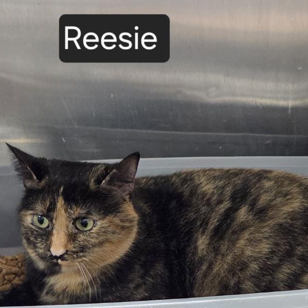 Enlarge Reesie, a ADOPTABLE Domestic Short Hair in SNOW HILL, NC image 1/1