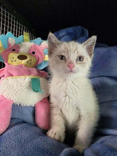 Cloud, Adoptable, Kitten Male Domestic Medium Hair.