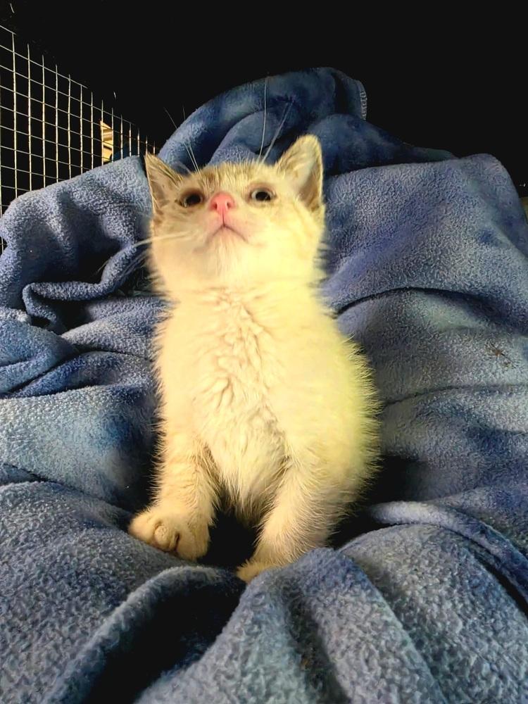 Enlarge Cloud, a Adoptable mixed breed in Dorr, MI image 2/6