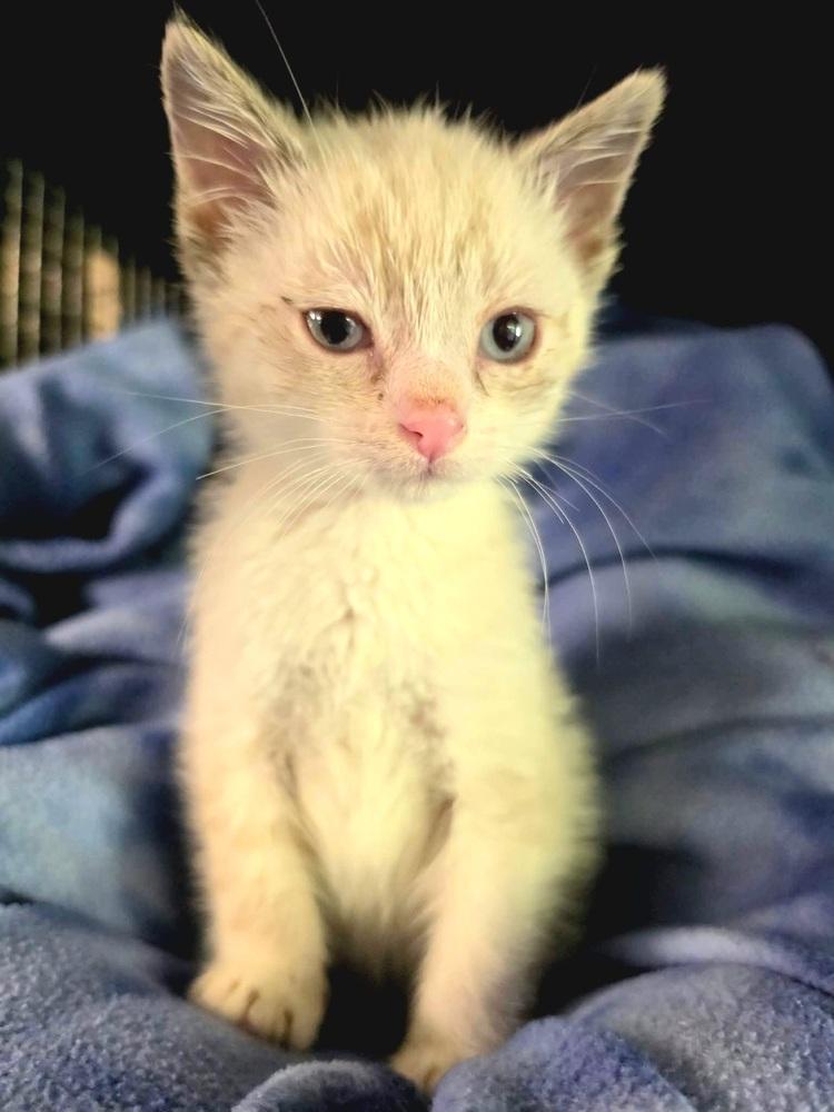 Enlarge Cloud, a Adoptable mixed breed in Dorr, MI image 4/6