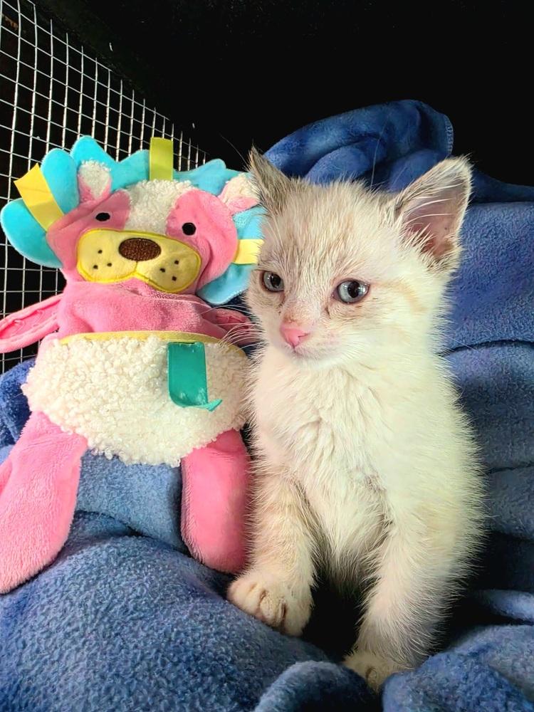 Enlarge Cloud, a Adoptable mixed breed in Dorr, MI image 6/6