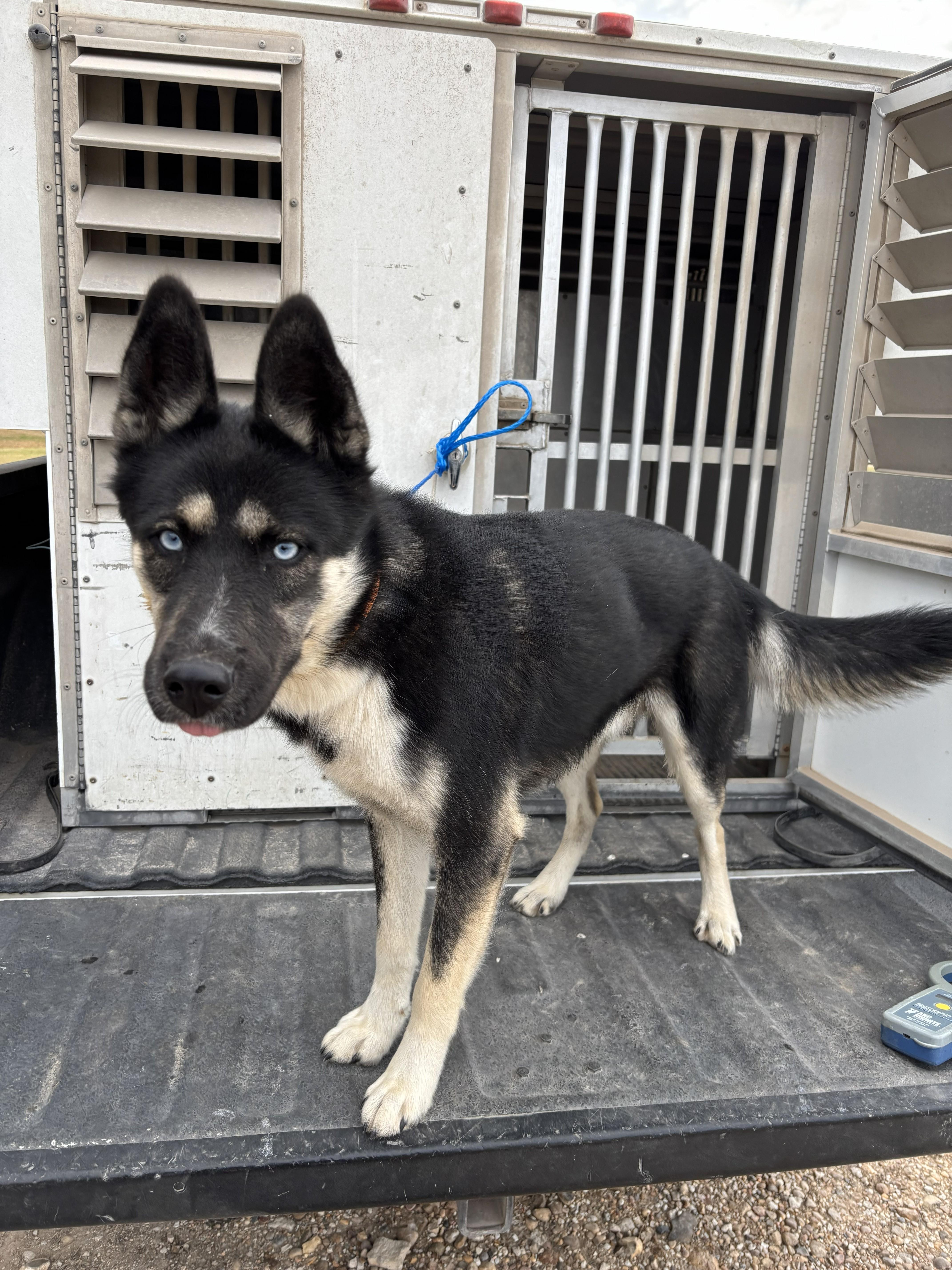 Enlarge Milo, a ADOPTABLE mixed breed in Edna, TX image 1/1