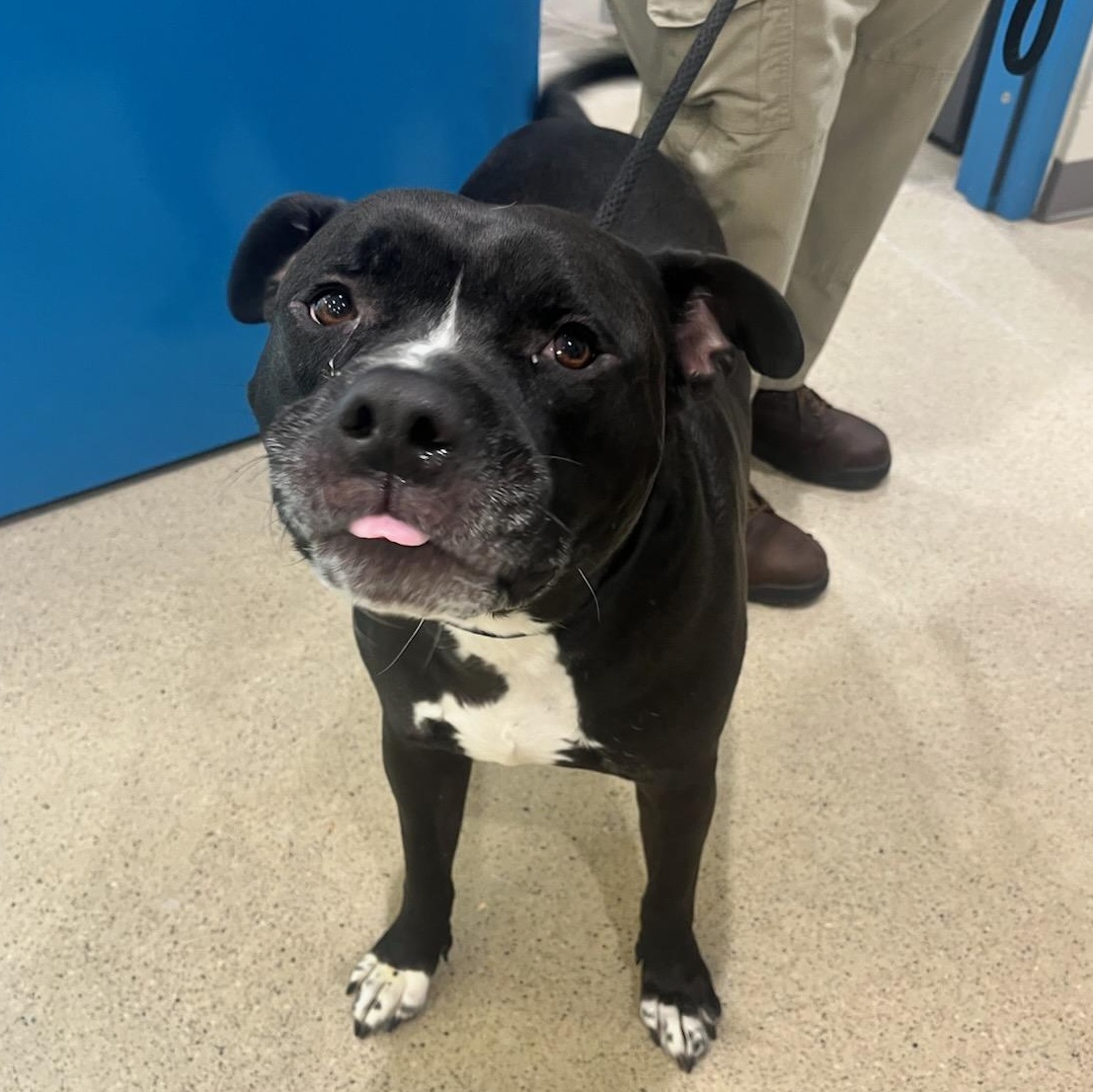 Enlarge Apollo (ID 51212/1358), an adopted Pit Bull Terrier in Manassas, VA image 3/4