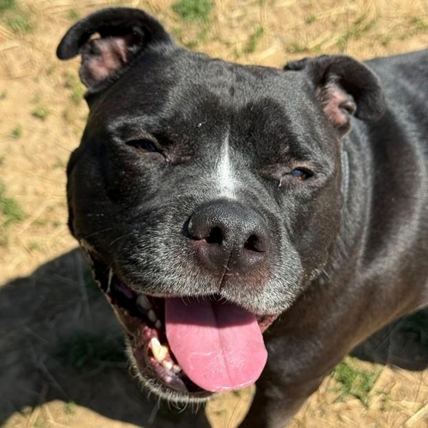 Enlarge Apollo (ID 51212/1358), an adopted Pit Bull Terrier in Manassas, VA image 2/4