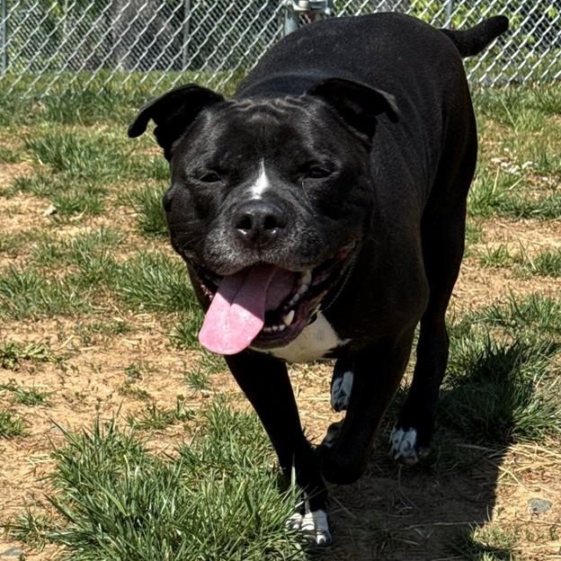 Enlarge Apollo (ID 51212/1358), an adopted Pit Bull Terrier in Manassas, VA image 4/4