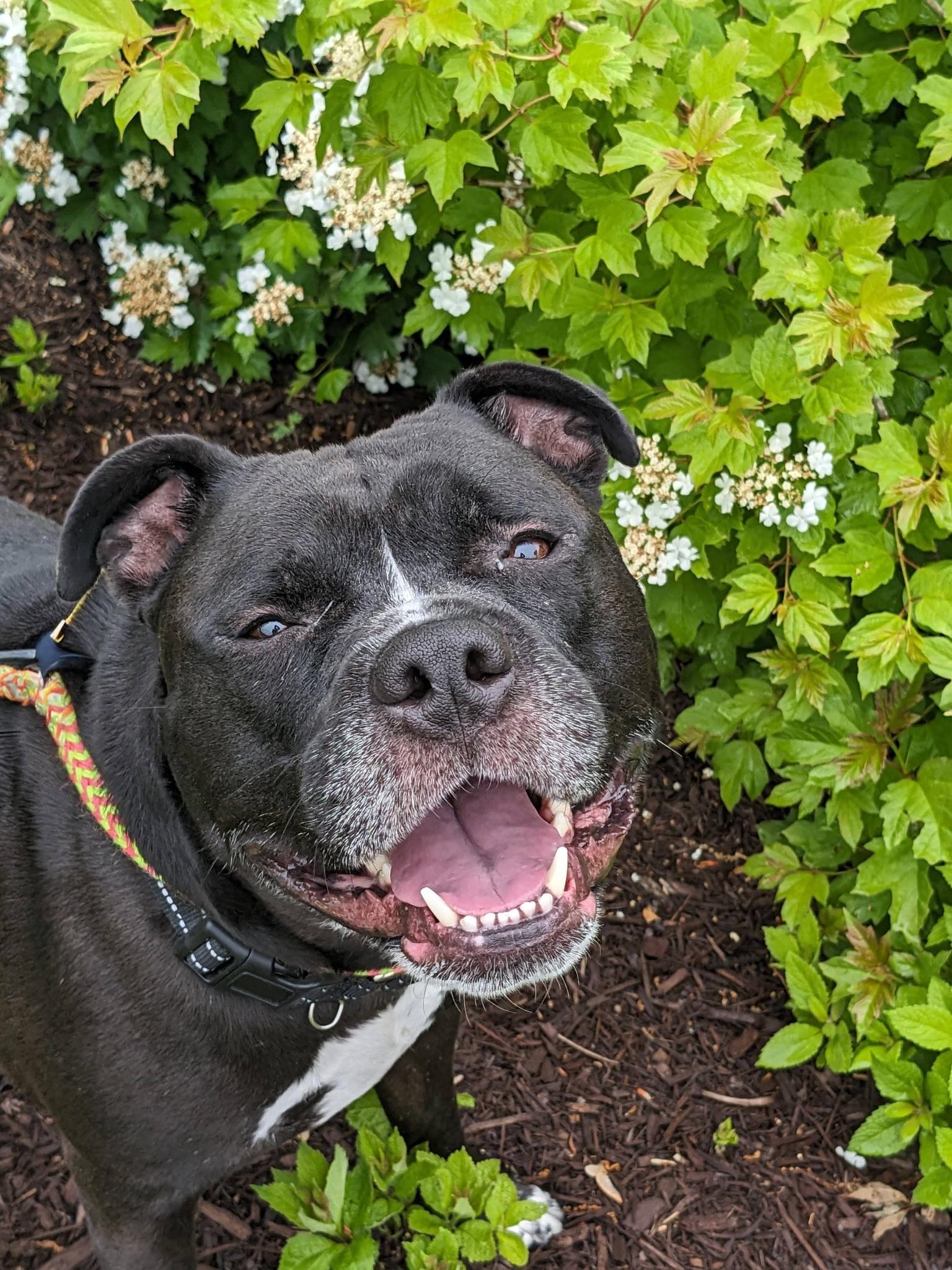 Enlarge Apollo (ID 51212/1358), an adopted Pit Bull Terrier in Manassas, VA image 1/4