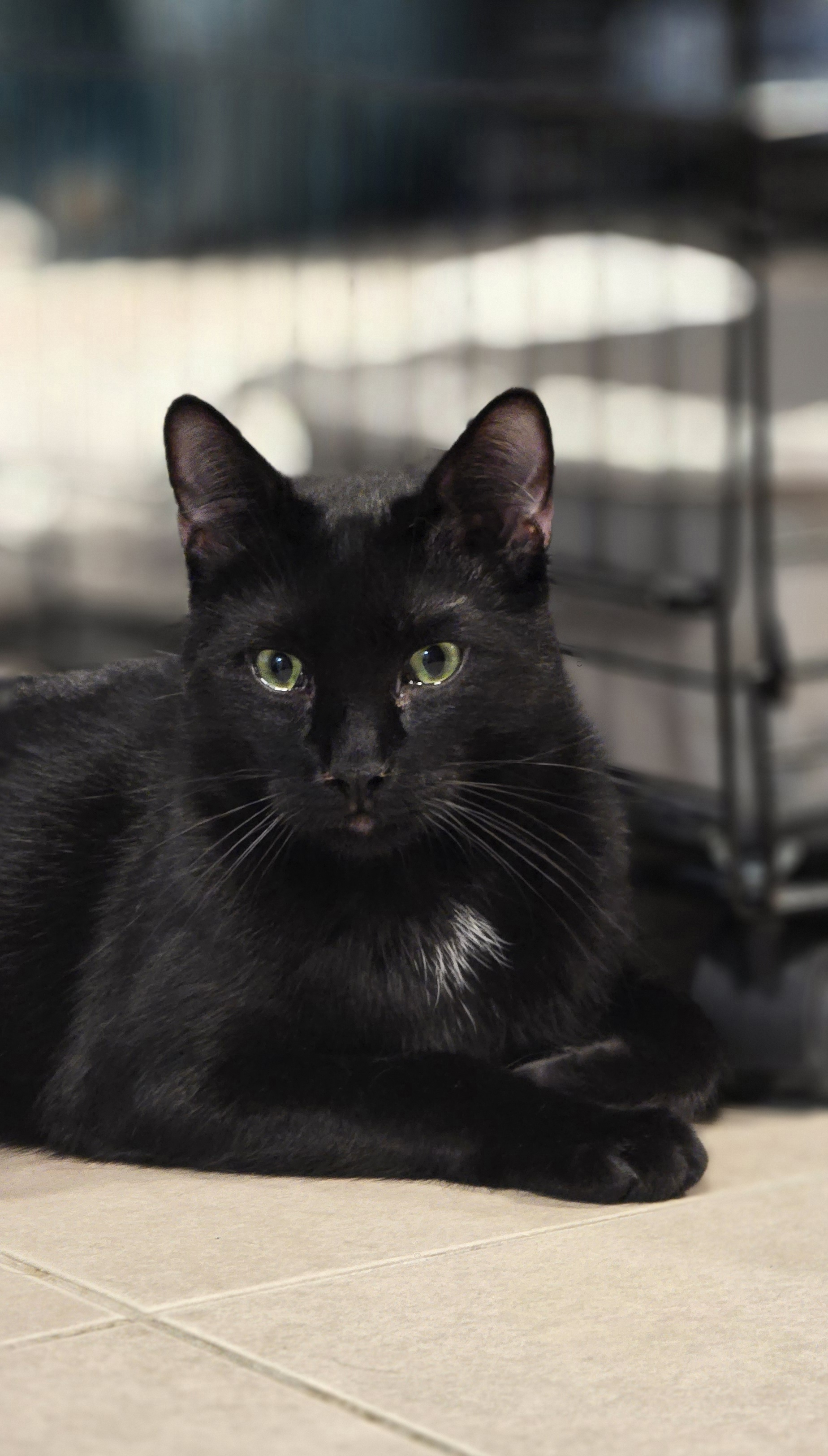 Enlarge Aladdin, a Adoptable Domestic Short Hair in North Bergen, NJ image 1/4