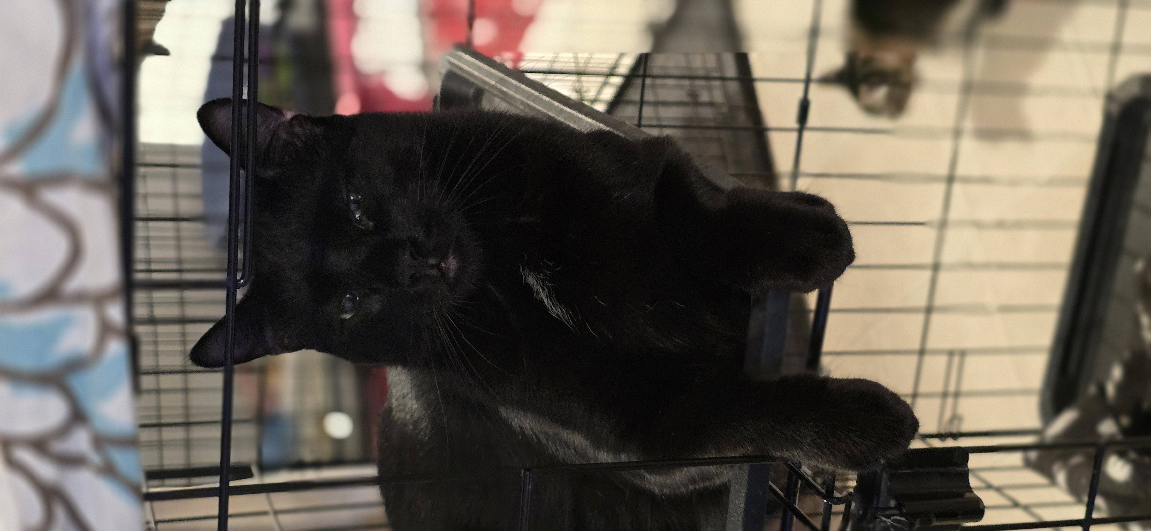 Enlarge Aladdin, a Adoptable Domestic Short Hair in North Bergen, NJ image 2/4