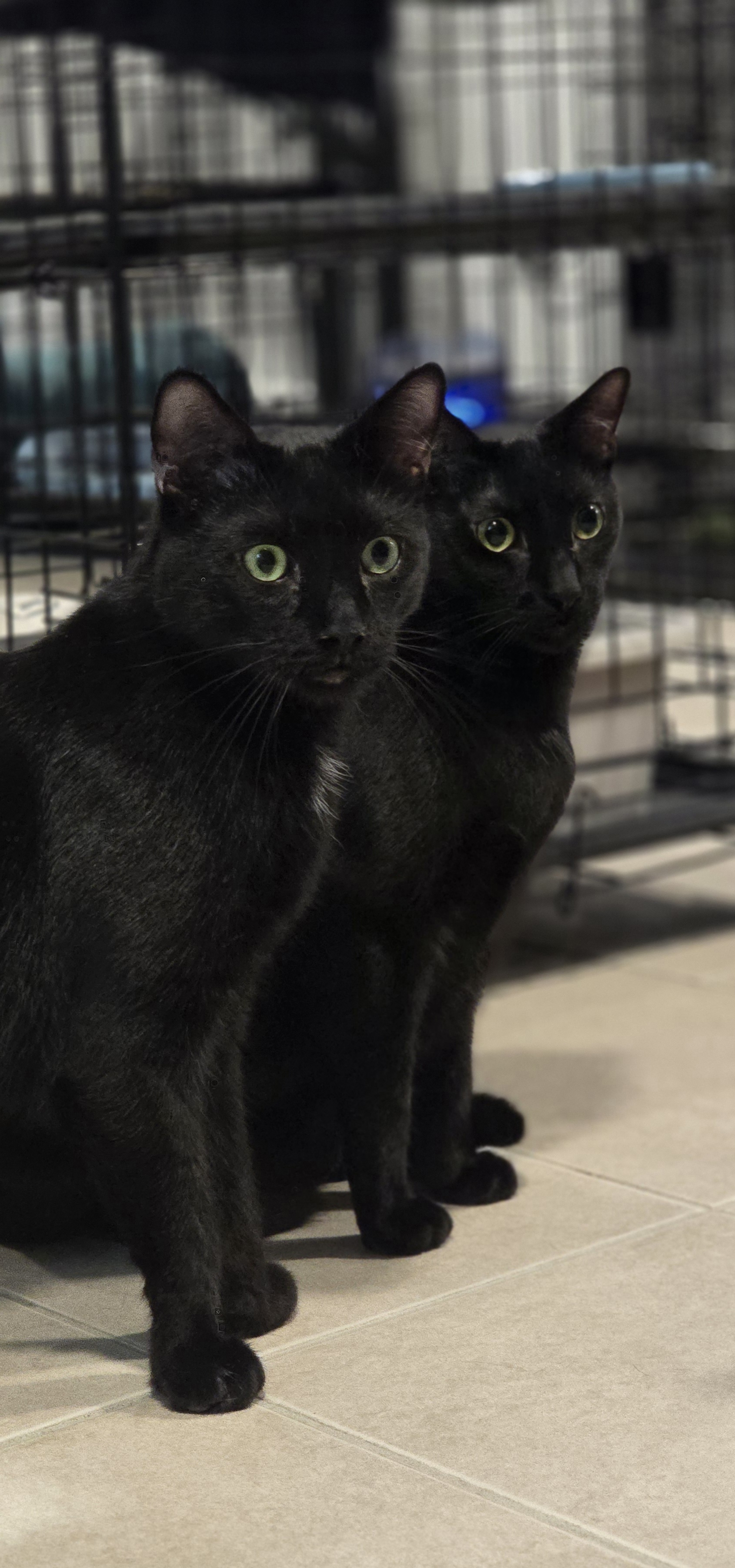 Enlarge Aladdin, a Adoptable Domestic Short Hair in North Bergen, NJ image 3/4