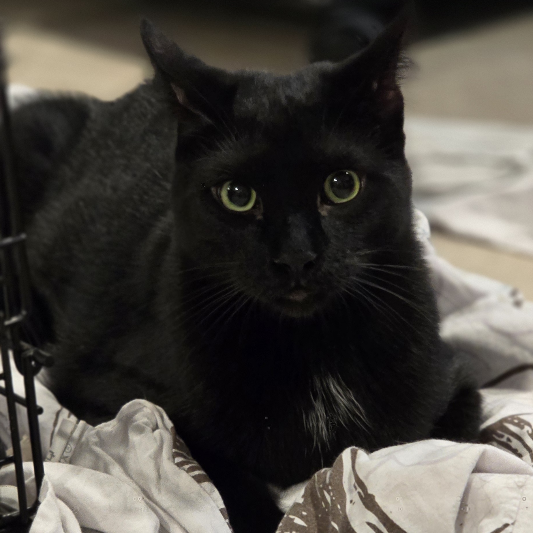 Aladdin, Adoptable, Young Male Domestic Short Hair.
