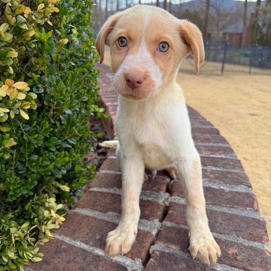 Monkey — thumbnail 2