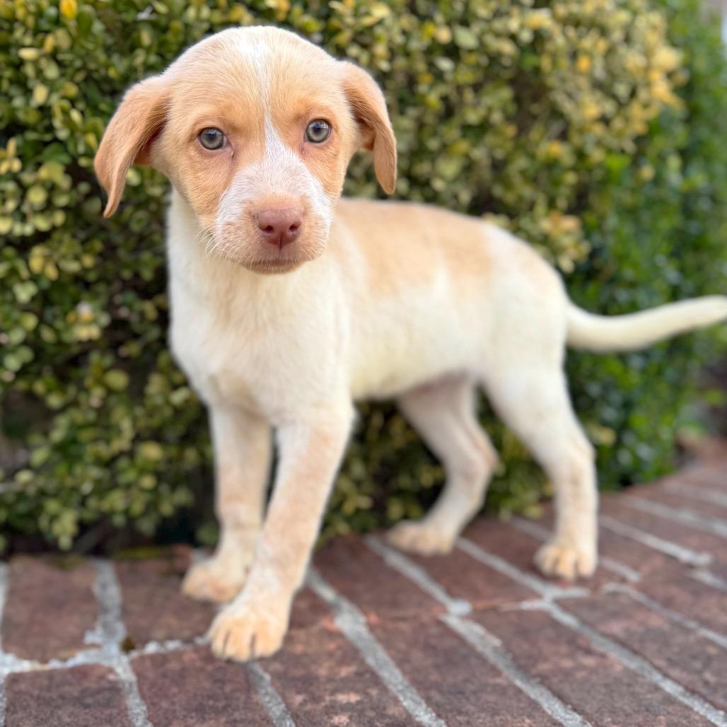 Monkey — thumbnail 4