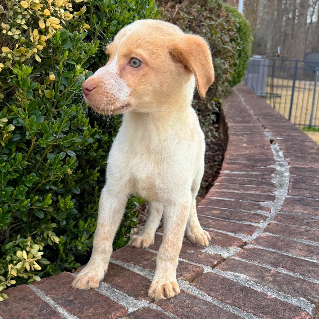 Monkey — thumbnail 6