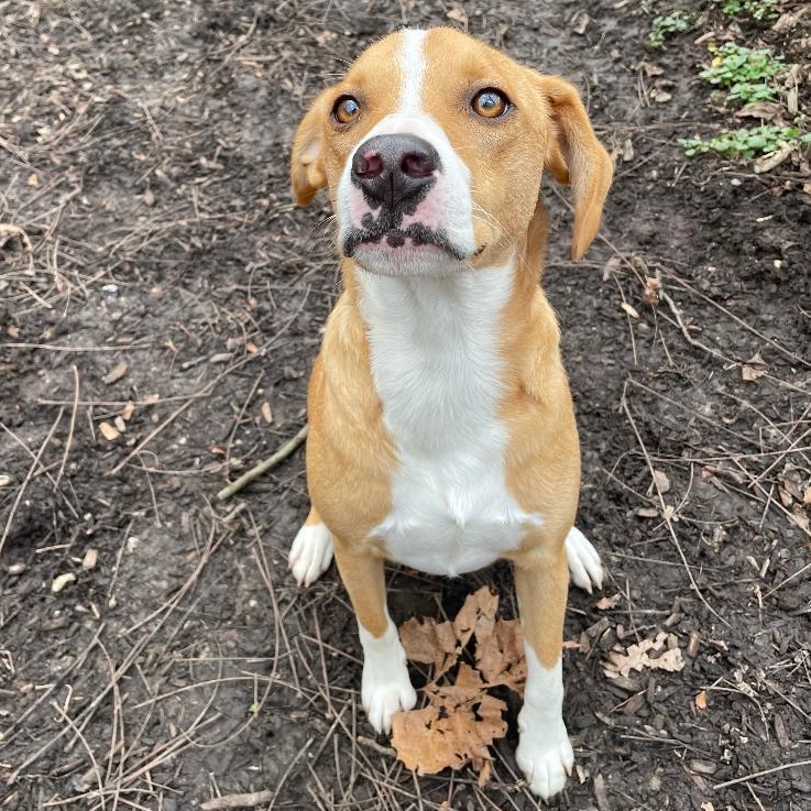 Bandy, ADOPTABLE, Young Male Beagle.