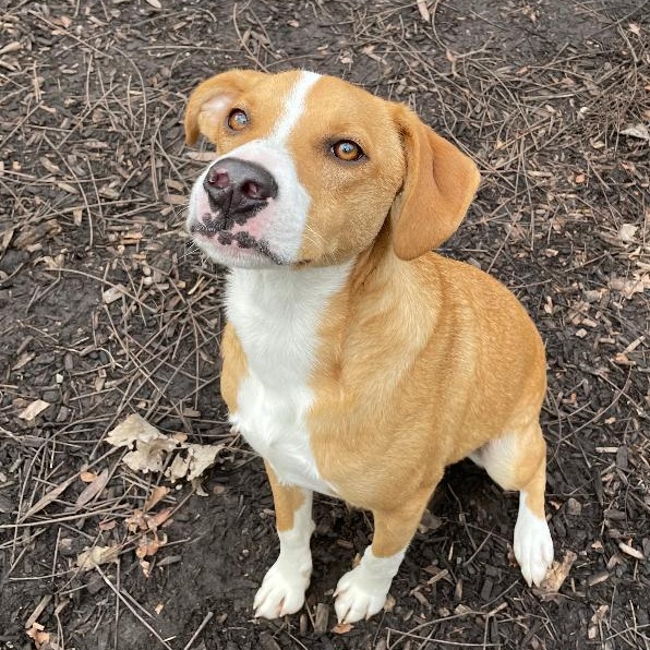 Bandy, a ADOPTABLE mixed breed in Spencer, IN image 2/2