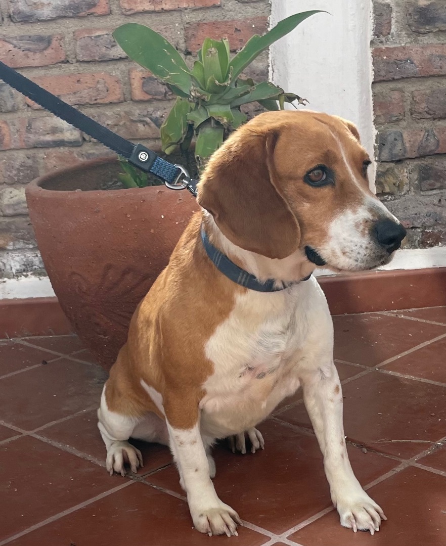 Luka, a Adopted Beagle in San Ysidro, CA image 1/6