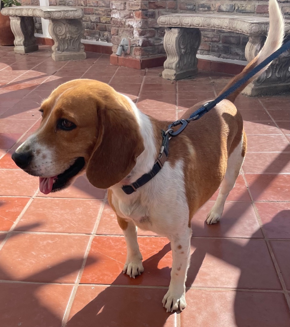 Luka, a Adopted Beagle in San Ysidro, CA image 2/6
