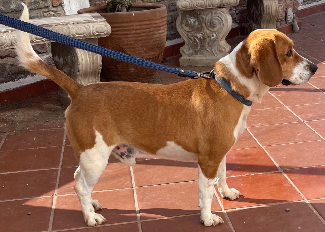 Luka, a Adopted Beagle in San Ysidro, CA image 3/6
