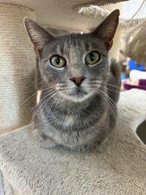 Enlarge Raven, a Adoptable mixed breed in Corpus Christi, TX image 1/4