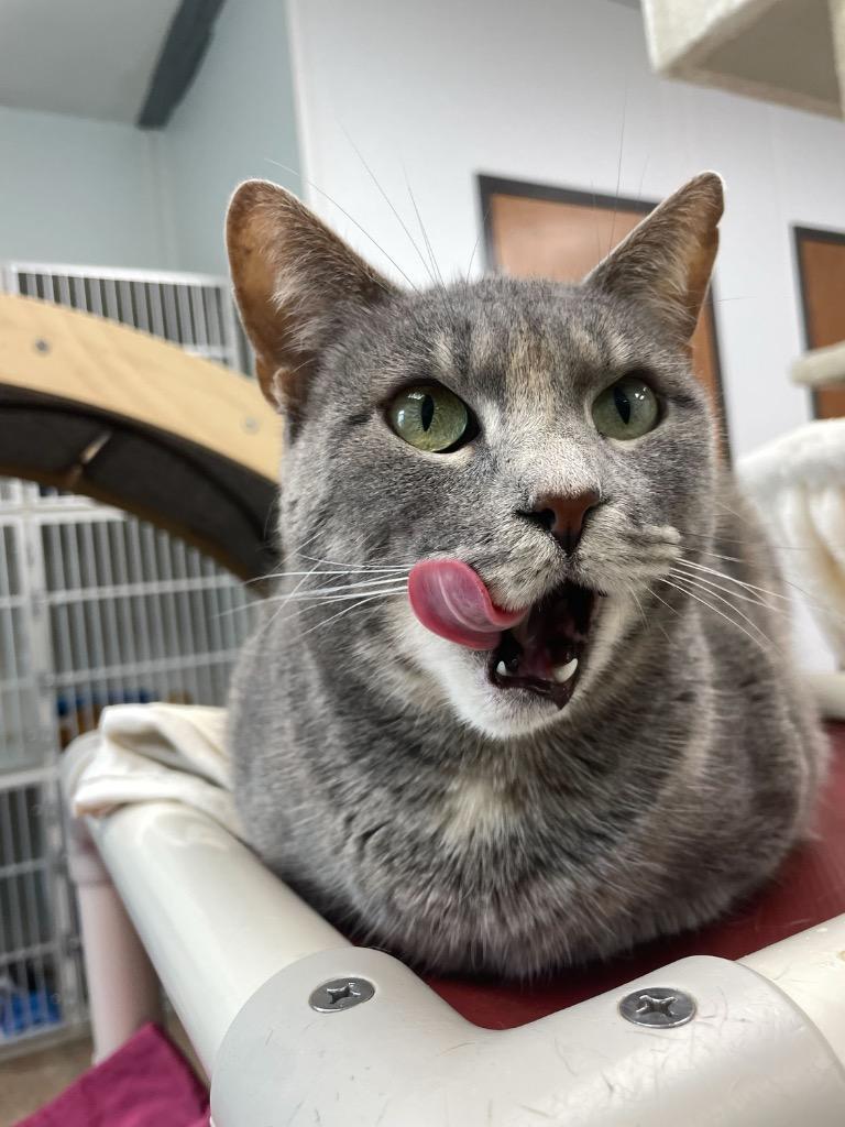 Enlarge Raven, a Adoptable mixed breed in Corpus Christi, TX image 2/5