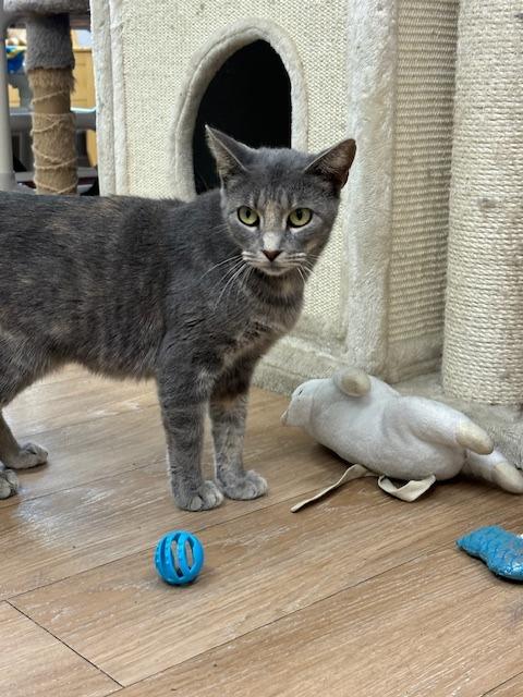 Enlarge Raven, a Adoptable mixed breed in Corpus Christi, TX image 2/4