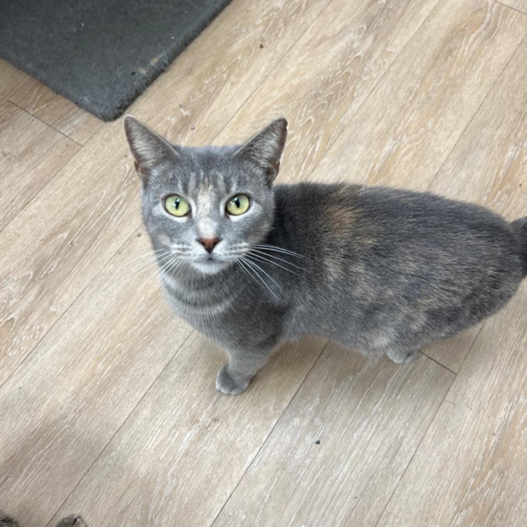 Enlarge Raven, a Adoptable mixed breed in Corpus Christi, TX image 4/4