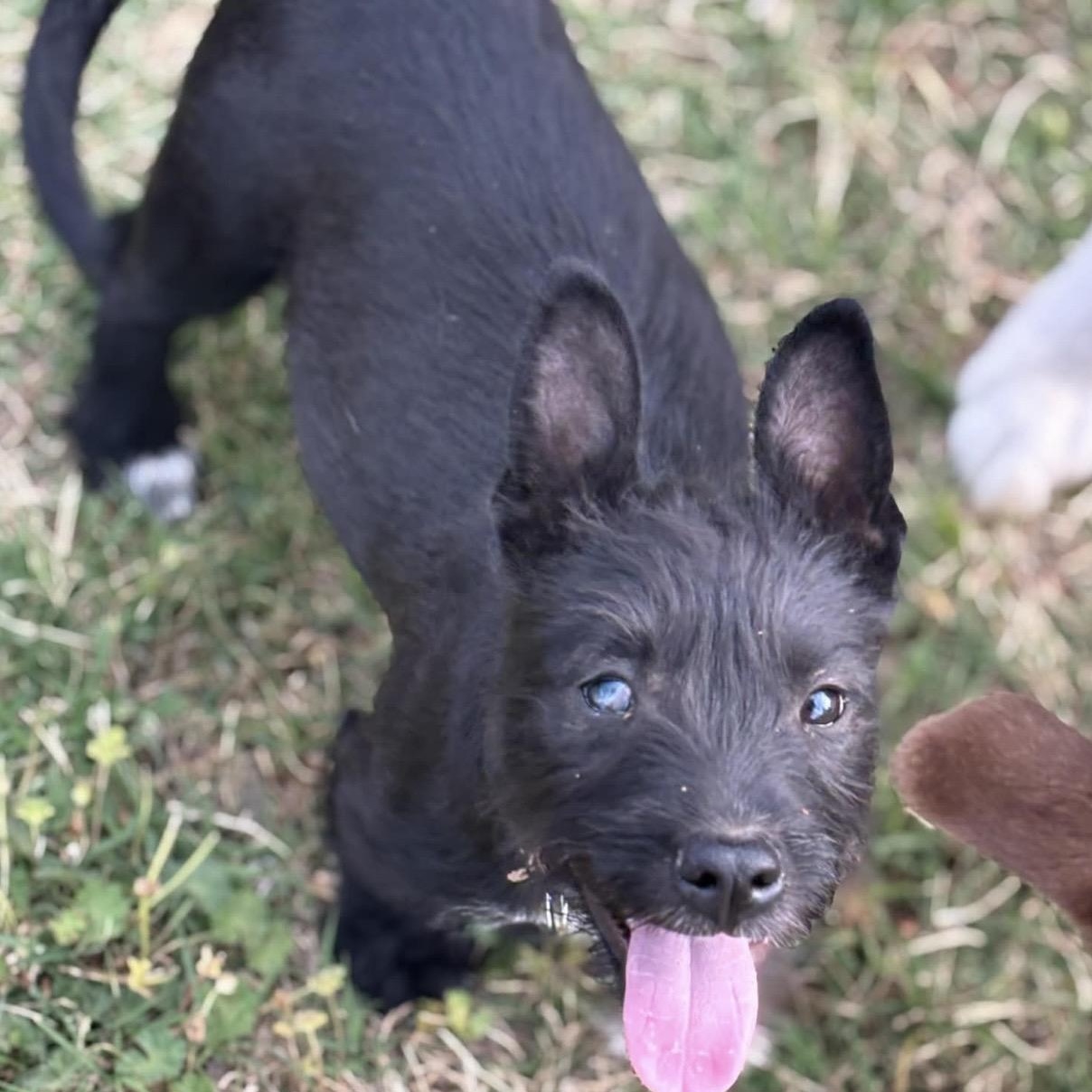 Enlarge Evie , a ADOPTABLE mixed breed in Pelham, NH image 2/6