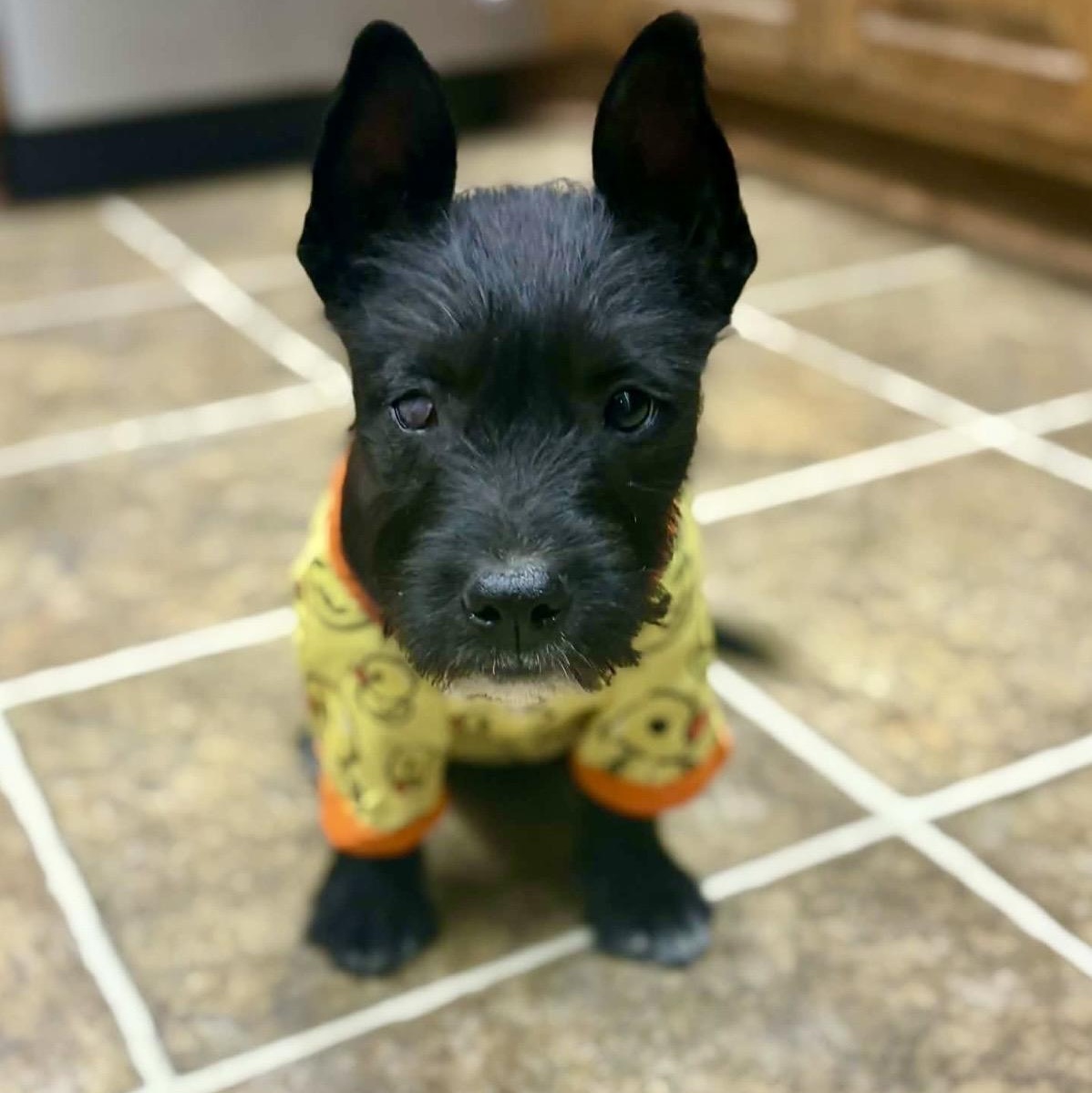 Enlarge Evie , a ADOPTABLE mixed breed in Pelham, NH image 6/6