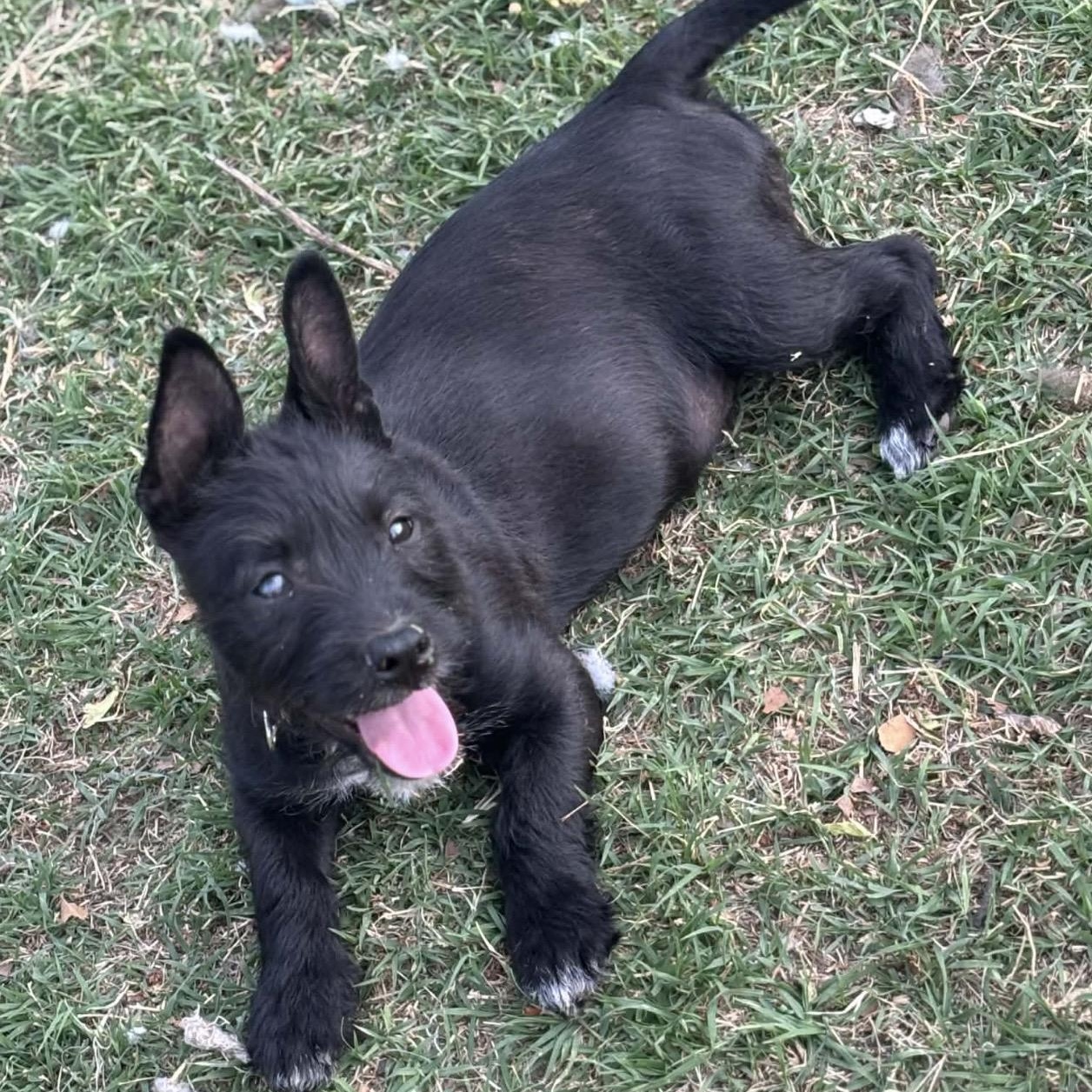 Enlarge Evie , a ADOPTABLE mixed breed in Pelham, NH image 5/6