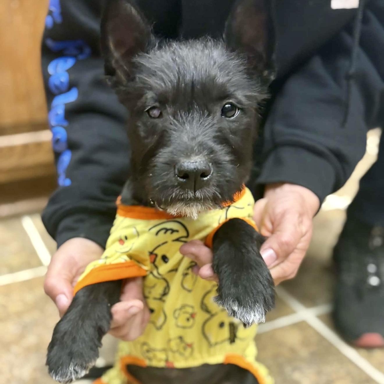 Enlarge Evie , a ADOPTABLE mixed breed in Pelham, NH image 3/6