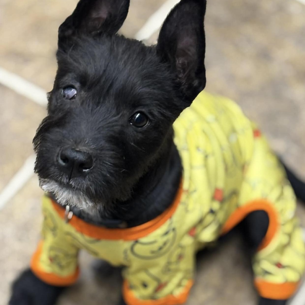 Enlarge Evie , a ADOPTABLE mixed breed in Pelham, NH image 4/6