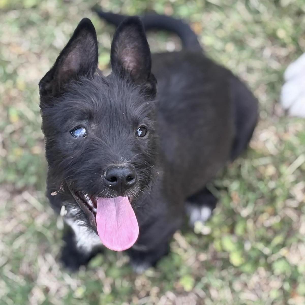 Evie , ADOPTABLE, Puppy Female Terrier & Mixed Breed.