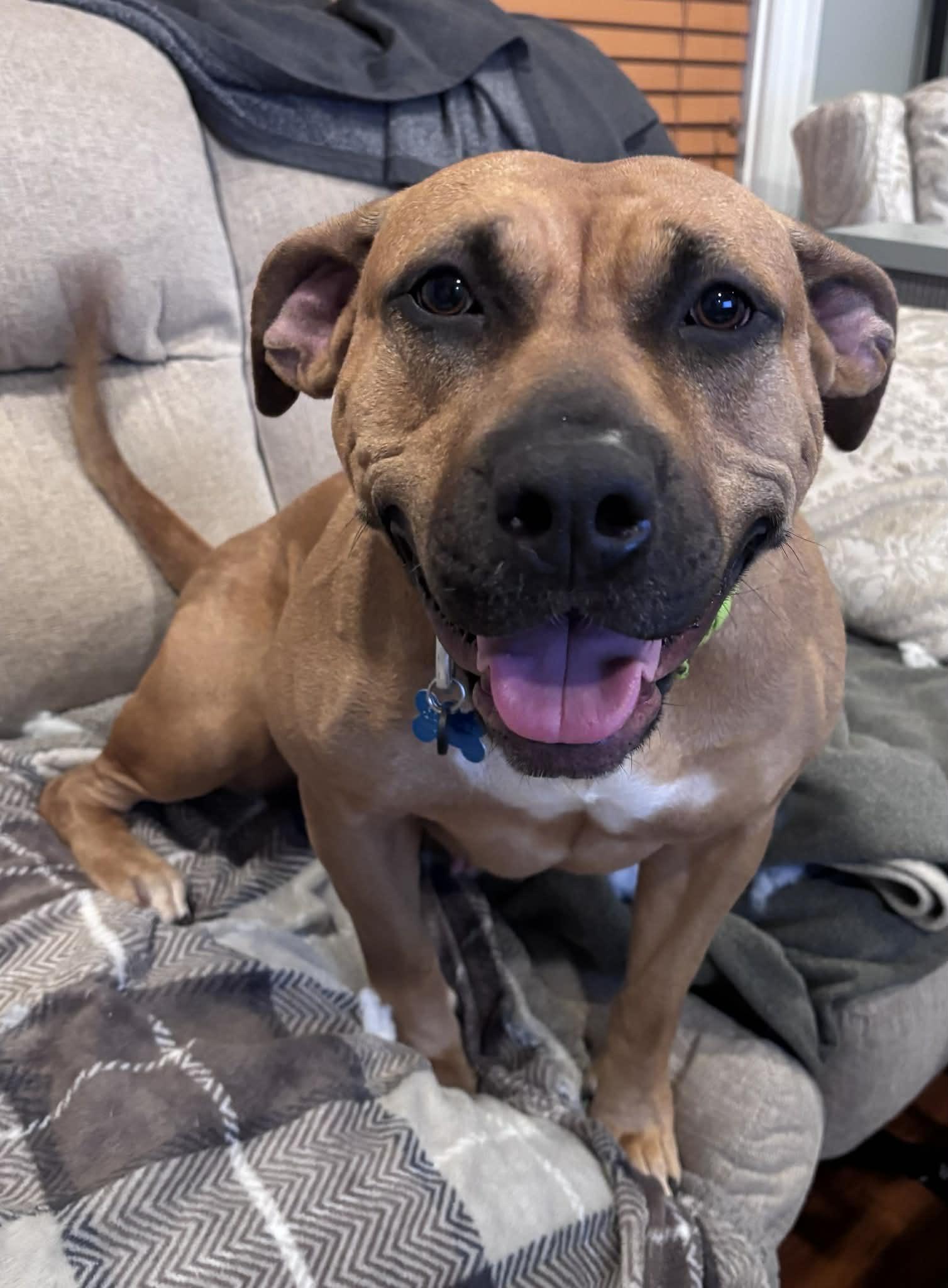 Enlarge Athena (ID 46799/3553), a Adoptable Pit Bull Terrier in Manassas, VA image 1/6