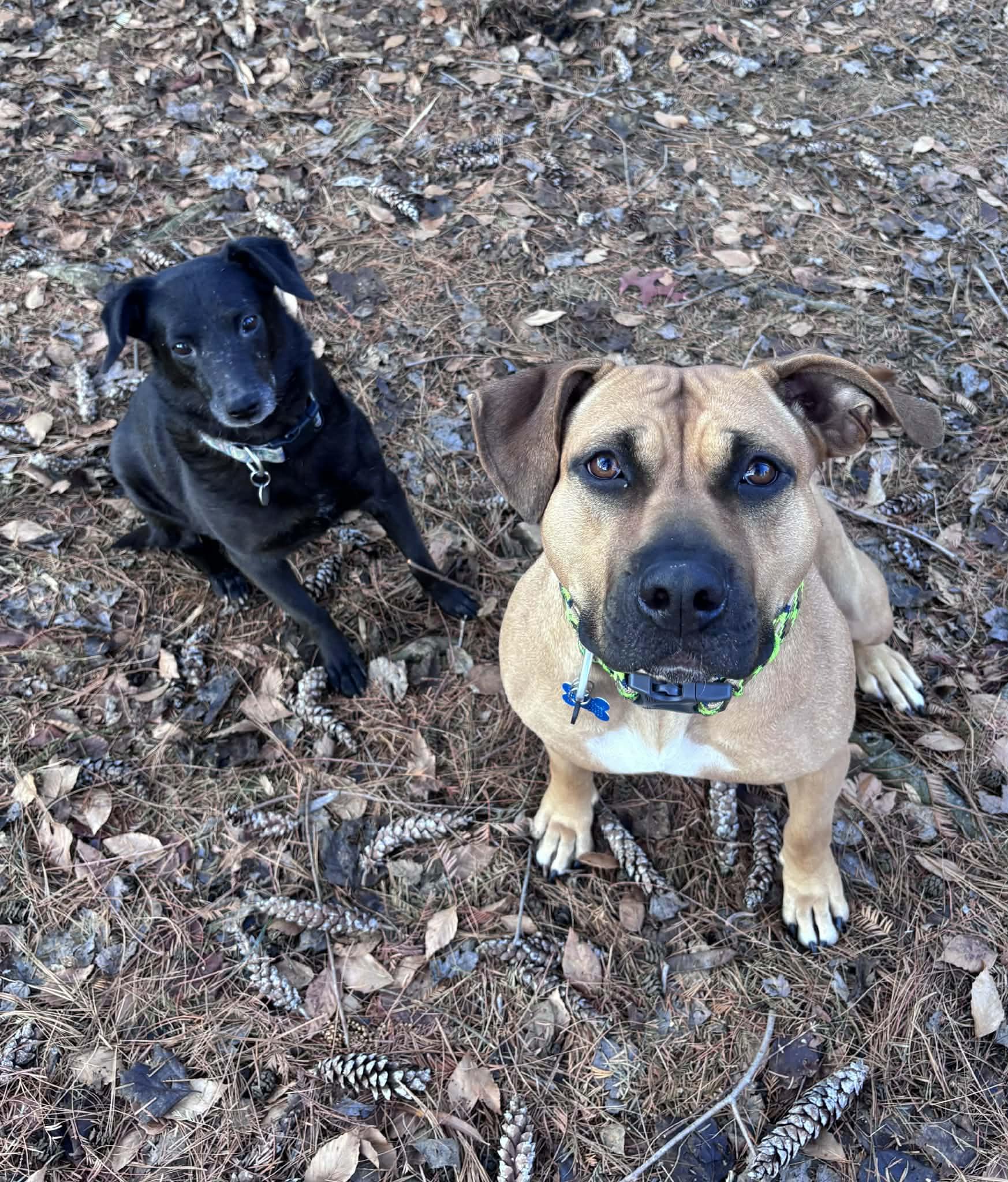 Enlarge Athena (ID 46799/3553), a Adoptable Pit Bull Terrier in Manassas, VA image 2/6