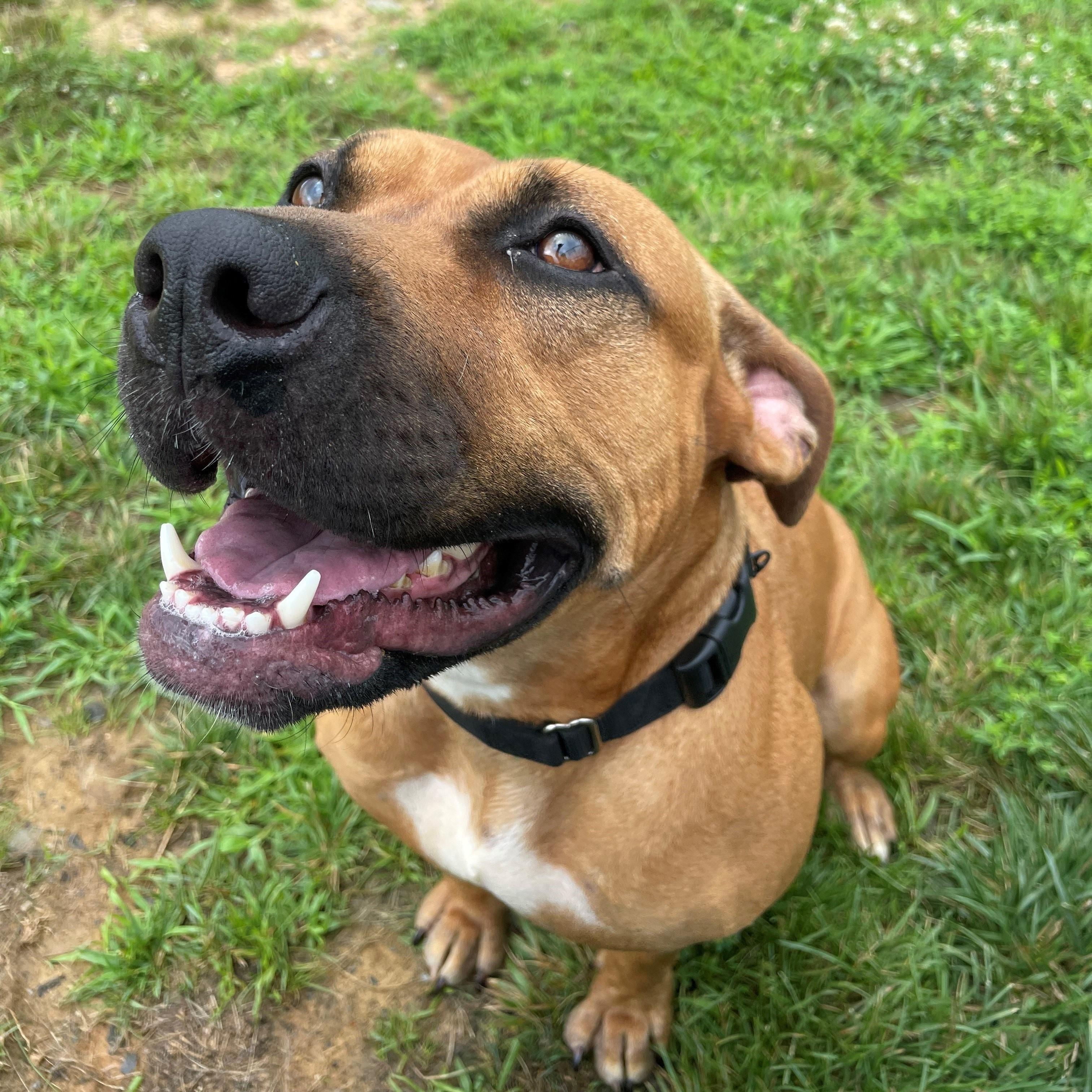 Enlarge Athena (ID 46799/3553), an adoptable Pit Bull Terrier in Manassas, VA image 1/6