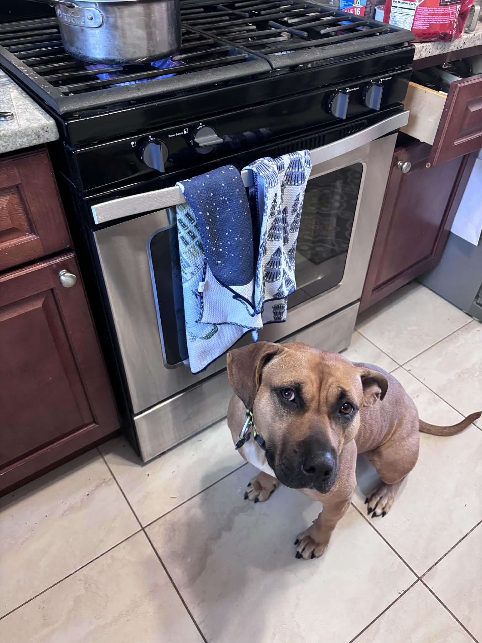 Enlarge Athena (ID 46799/3553), a Adoptable Pit Bull Terrier in Manassas, VA image 4/6