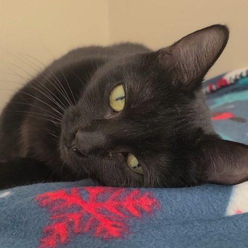 Jacky Binx, Adoptable, Adult Female Domestic Short Hair.