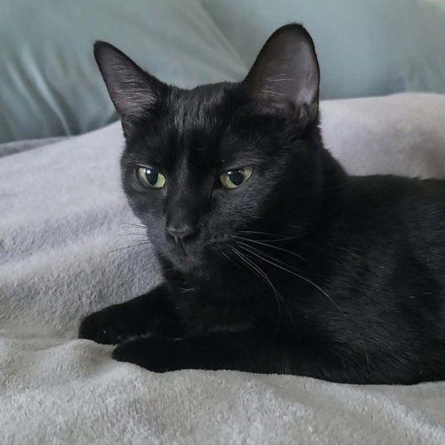 Enlarge Jacky Binx, a Adoptable Domestic Short Hair in Elizabeth, IL image 2/3