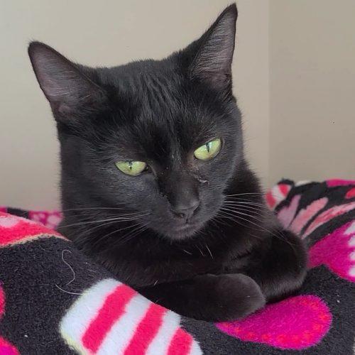 Enlarge Jacky Binx, a Adoptable Domestic Short Hair in Elizabeth, IL image 3/3