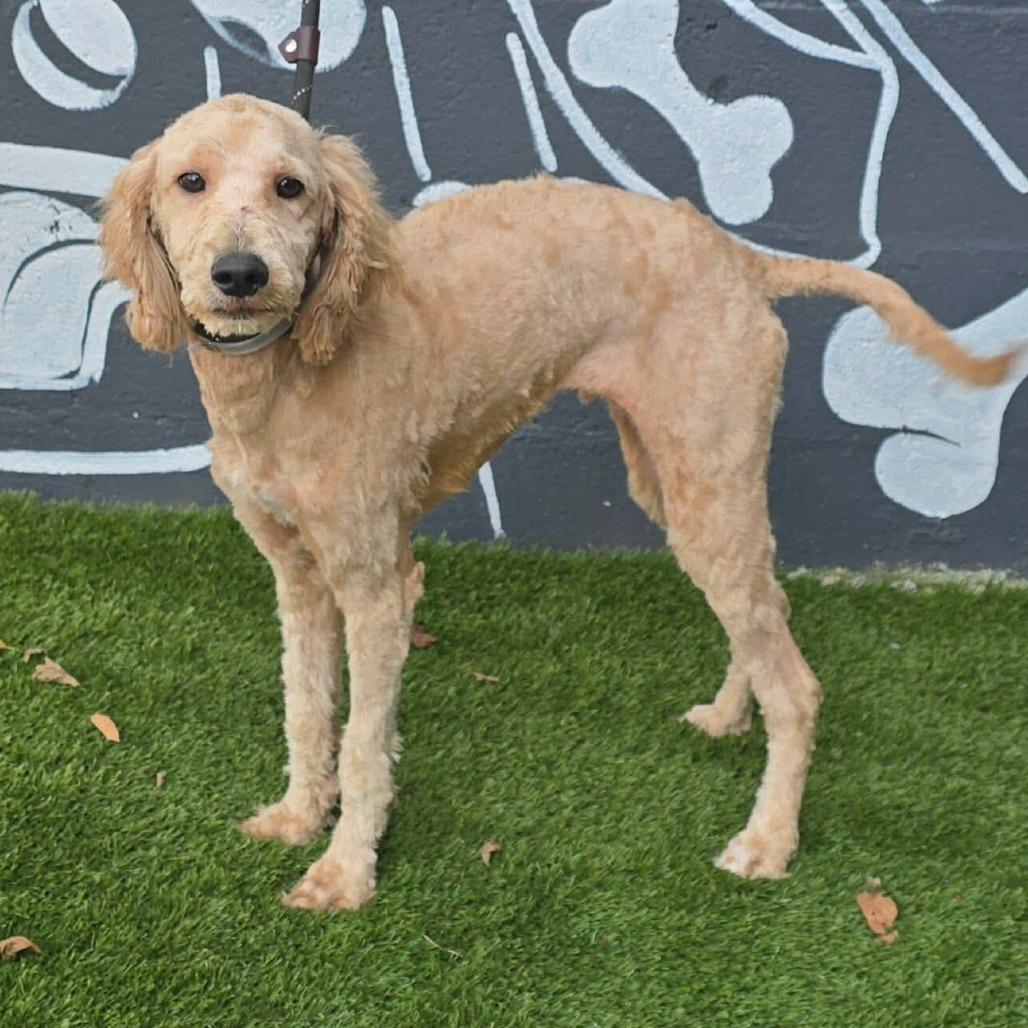 FOSTER NEEDED - Biscuit, Adoptable, Young Female Standard Poodle & Mixed Breed.