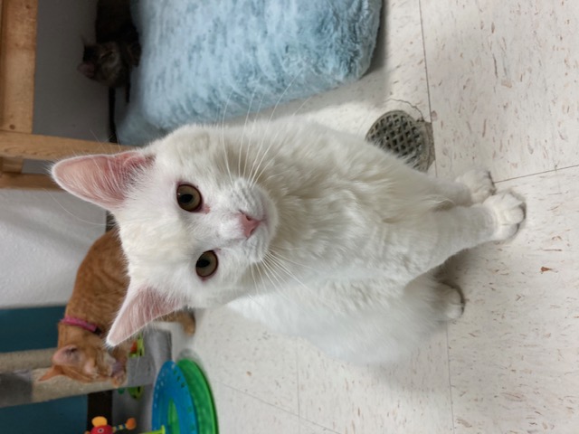 Snowball, Adoptable, Adult Male Domestic Long Hair.