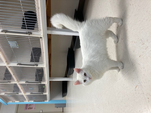 Enlarge Snowball, a Adoptable Domestic Long Hair in Hollister, CA image 4/6