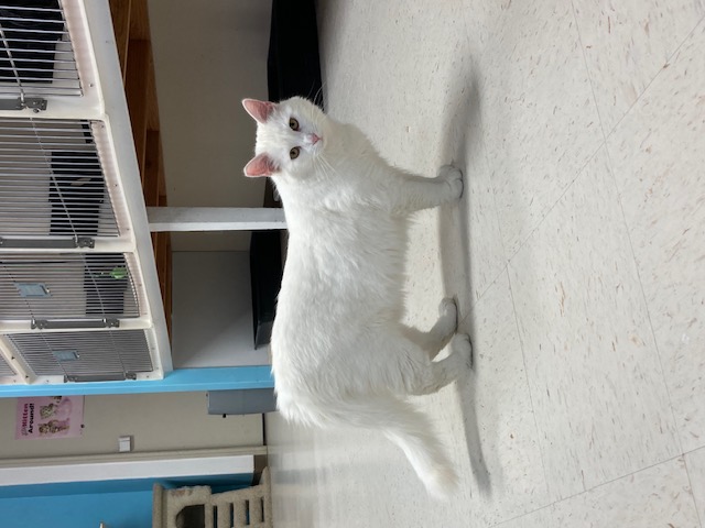 Enlarge Snowball, a Adoptable Domestic Long Hair in Hollister, CA image 5/6
