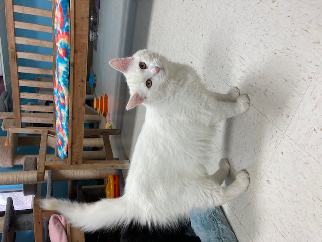 Enlarge Snowball, a Adoptable Domestic Long Hair in Hollister, CA image 2/6