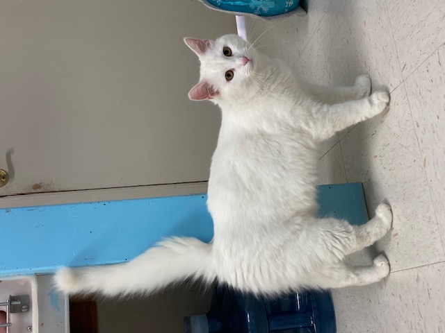 Enlarge Snowball, a Adoptable Domestic Long Hair in Hollister, CA image 6/6